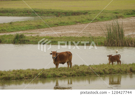 Cow and calf. 128427744