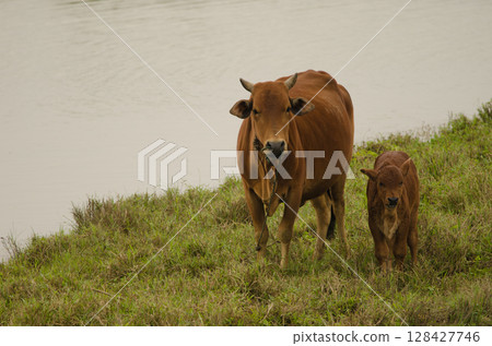 Cow and calf. 128427746