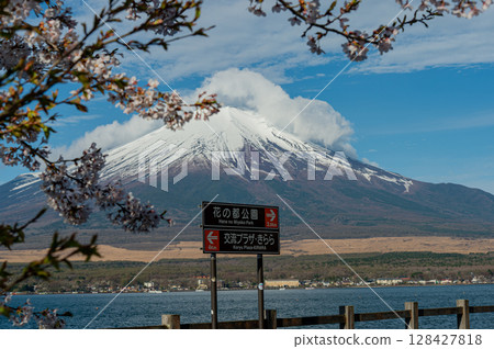 山中湖臨水公園(長池臨水公園)的櫻花和富士山 山中湖臨水公園(長池臨水公園)的櫻花和富士山 128427818