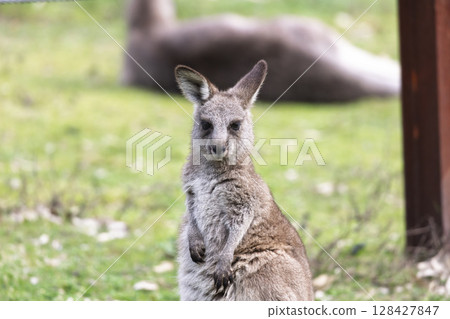 A Kangaroo standing on grass in the sunshine in Wollemi National Park 128427847