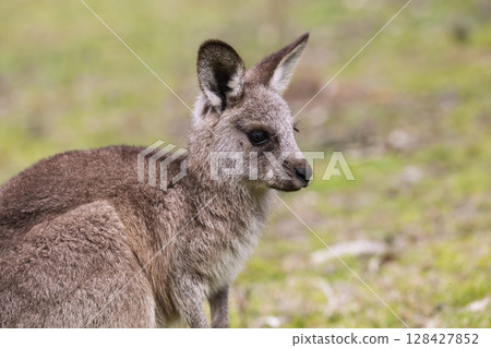 A Kangaroo standing on grass in the sunshine in Wollemi National Park 128427852