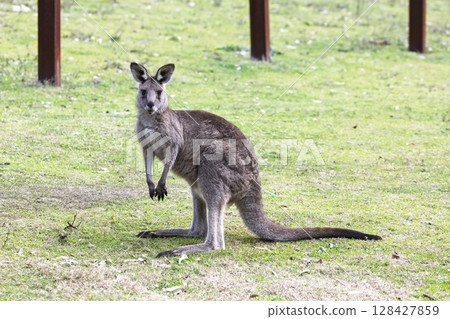A Kangaroo standing on grass in the sunshine in Wollemi National Park 128427859