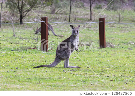 A Kangaroo standing on grass in the sunshine in Wollemi National Park 128427860