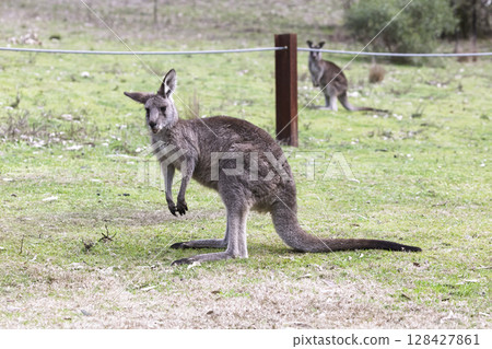 A Kangaroo standing on grass in the sunshine in Wollemi National Park 128427861