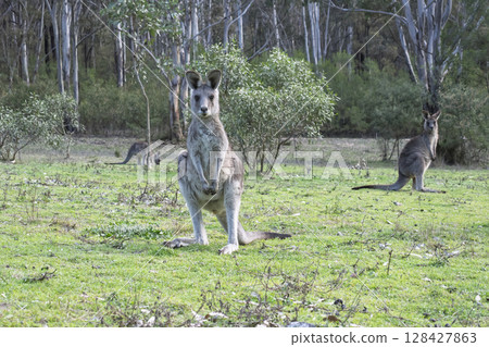 A Kangaroo standing on grass in the sunshine in Wollemi National Park 128427863