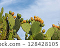Vibrant Prickly Pear Harvest in Sardinia 128428105