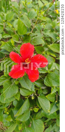 Hibiscus flowers, red wildflowers in bloom. Red hibiscus in garden. Hibiscus flowers, red wildflowers in bloom. Red hibiscus in garden. 128428150