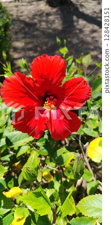Hibiscus flowers, red wildflowers in bloom. Red hibiscus in garden. Hibiscus flowers, red wildflowers in bloom. Red hibiscus in garden. 128428151