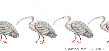 Ibis bird, patterned feathers isolated on white watercolor seamless border isolated on white. Perfect for eco packaging, wildlife books, birdwatching blogs, travel magazines, decor. Hand painted 128428189