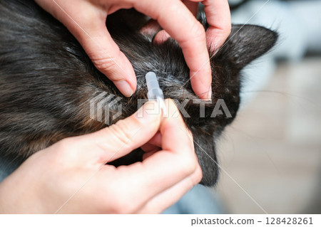Close-up of hands applying spot-on flea and tick medication to nape of a dark-furred cat's neck, emphasizing precise pet healthcare Close-up of hands applying spot-on flea and tick medication to nape of a dark-furred cat's neck, emphasizing precise pet healthcare 128428261
