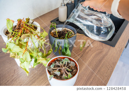 Female hand watering dry houseplants from a glass pitcher after a long absence. Restoring care, emotional reconnection, and hope for revival. 128428458