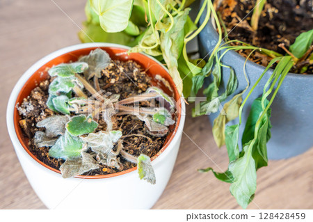Close up view of dry and withered houseplants in a home environment after a long absence. Missed care, neglected greenery, and the fragile nature of indoor life. Close up view of dry and withered houseplants in a home environment after a long absence. Missed care, neglected greenery, and the fragile nature of indoor life. 128428459