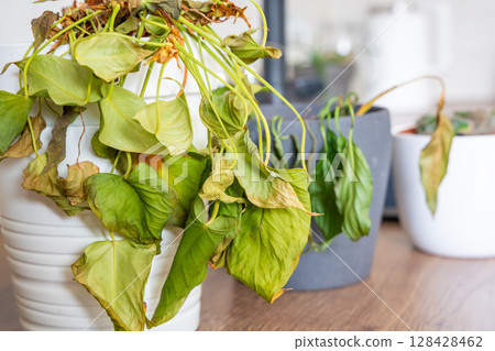 Close up view of dry and withered houseplants in a home environment after a long absence. Missed care, neglected greenery, and the fragile nature of indoor life. Close up view of dry and withered houseplants in a home environment after a long absence. Missed care, neglected greenery, and the fragile nature of indoor life. 128428462