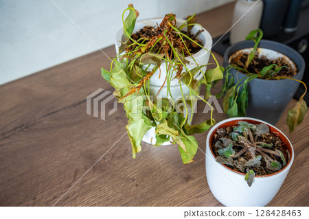 Dry and withered houseplants in a home environment after a long absence. Missed care, neglected greenery, and the fragile nature of indoor life. 128428463