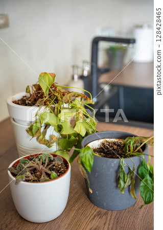 Dry and withered houseplants in a home environment after a long absence. Missed care, neglected greenery, and the fragile nature of indoor life. Dry and withered houseplants in a home environment after a long absence. Missed care, neglected greenery, and the fragile nature of indoor life. 128428465