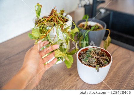 Hand lifting dry leaves of a houseplant after returning home from a long absence. Realization of neglect, emotional connection, and forgotten care. Hand lifting dry leaves of a houseplant after returning home from a long absence. Realization of neglect, emotional connection, and forgotten care. 128428466