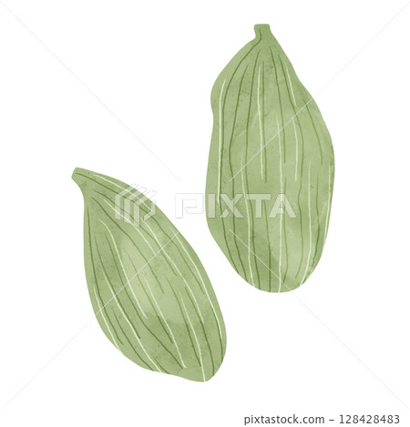 Cardamom fruit watercolor hand-drawn illustration 128428483
