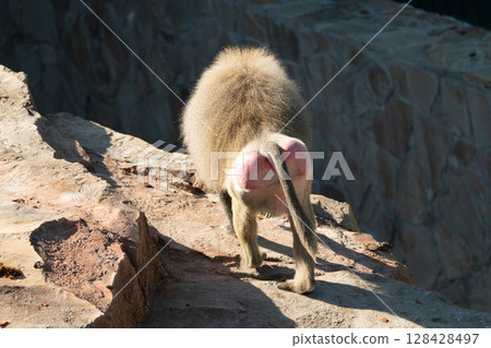 Baboon Rocks Africa - A baboon walking on rocks in Africa. 128428497