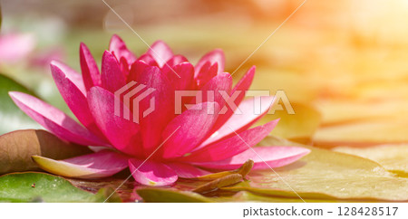 Pink lotus water lily flower in pond, waterlily with green leaves blooming 128428517