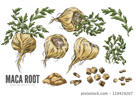 Set of yellow maca root from different sides, with leaves, powder, pieces, tablets and capsules. 128429207