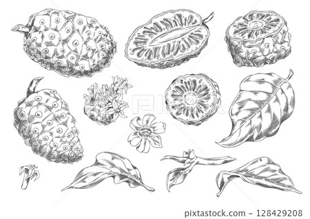 Noni fruit with leaves and flowers sketch vector set, hand drawn engraved tropical morinda medicinal plant, super food 128429208