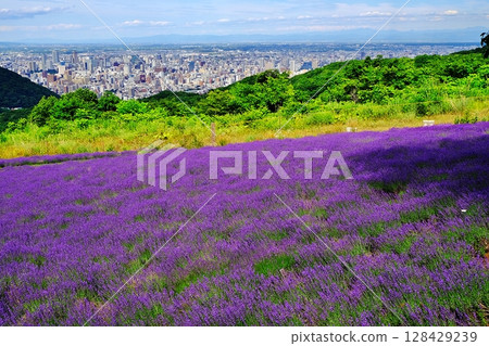 薰衣草田和札幌城市景觀 128429239