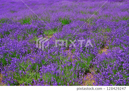 Lavender field 128429247