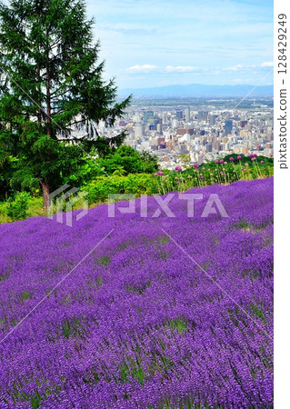 北海道札幌的薰衣草田 128429249