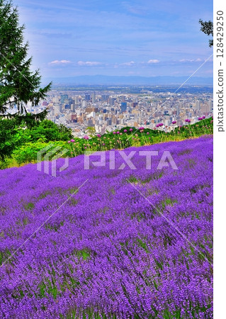 北海道札幌的薰衣草田風景 128429250