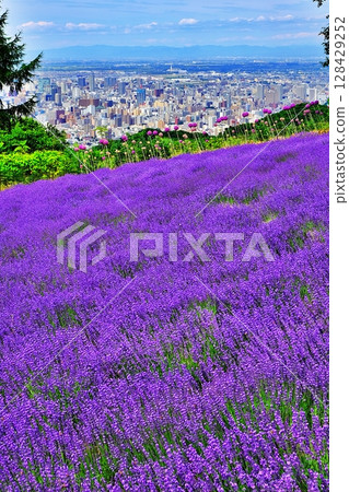 北海道札幌的薰衣草田風景 北海道札幌的薰衣草田風景 128429252