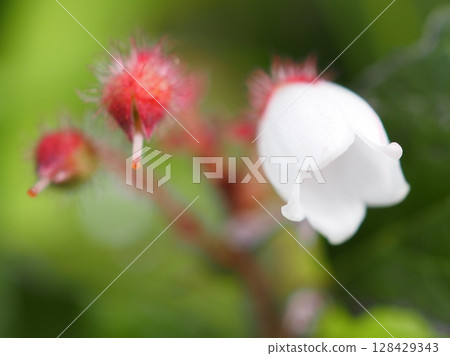 赤物花及其後果（20250710070653） 128429343