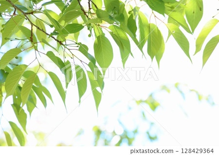 野櫻桃樹的嫩葉[櫻花葉] [白色背景] 128429364