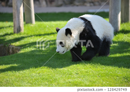 Nagahama taking a walk 128429749