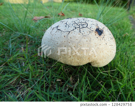 一張是鹿角菇生長過程中的照片，一張是鹿角菇被發現第二天的照片。 128429758