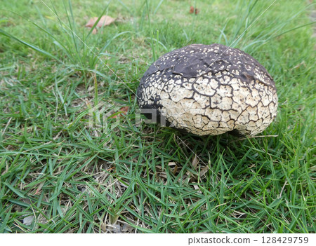 A photo of the growth of the genus Polyporus, and a photo of the genus Polyporus three days after discovery. A photo of the growth of the genus Polyporus, and a photo of the genus Polyporus three days after discovery. 128429759