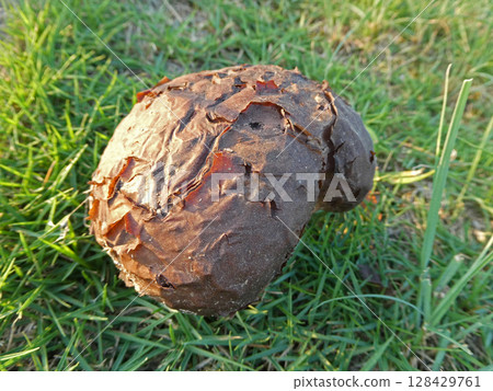 多孔菌屬植物的生長照片，以及發現多孔菌屬植物7天後的照片 128429761