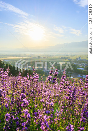 Early morning lavender field Early morning lavender field 128429810