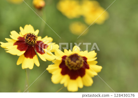 平原波斯菊 平原波斯菊 128430176