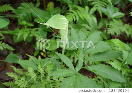 Flowers of the Japanese laurel tree blooming in the shade of a coniferous forest during the rainy season Flowers of the Japanese laurel tree blooming in the shade of a coniferous forest during the rainy season 128430194
