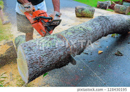 Woodworker uses chainsaw to slice through large log on driveway surrounded by cut tree pieces under after hurricane Woodworker uses chainsaw to slice through large log on driveway surrounded by cut tree pieces under after hurricane 128430195
