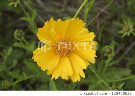 Quince Quince 128430623