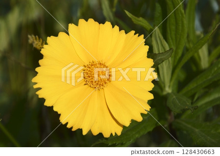 Quince Quince 128430663