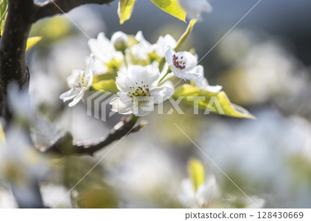 20th Century Pear Flower (Yurihama Town, Tottori Prefecture) 128430669