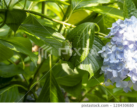 Hydrangea flowers and forest tree frog 128430680