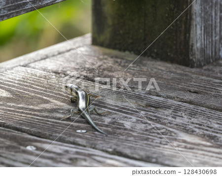Japanese grass lizard walking on the floor 128430698