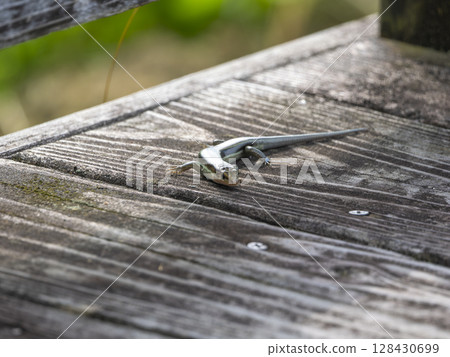 Japanese grass lizard walking on the floor 128430699