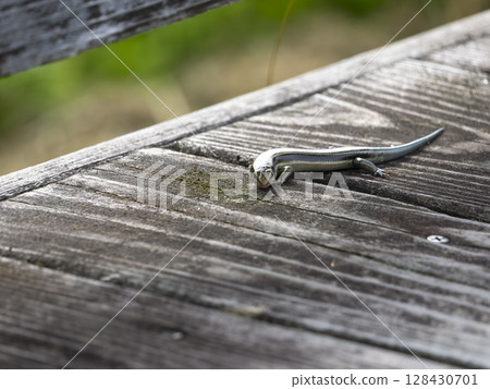 Japanese grass lizard walking on the floor 128430701