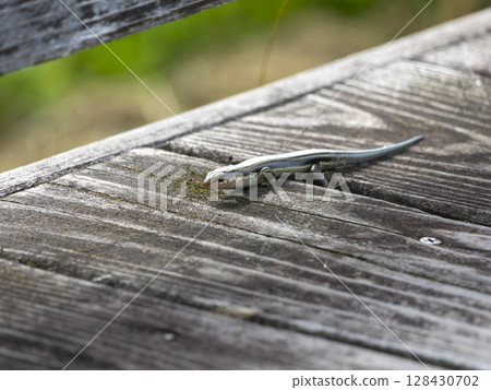Japanese grass lizard walking on the floor 128430702