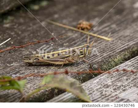 Ground Locust on a Board 128430746