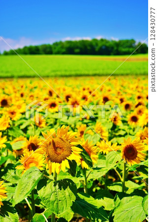 Scenery of the sunflower village in Hokuryu Town, Hokkaido 128430777